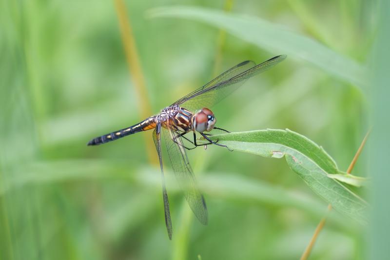 Photo of Blue Dasher