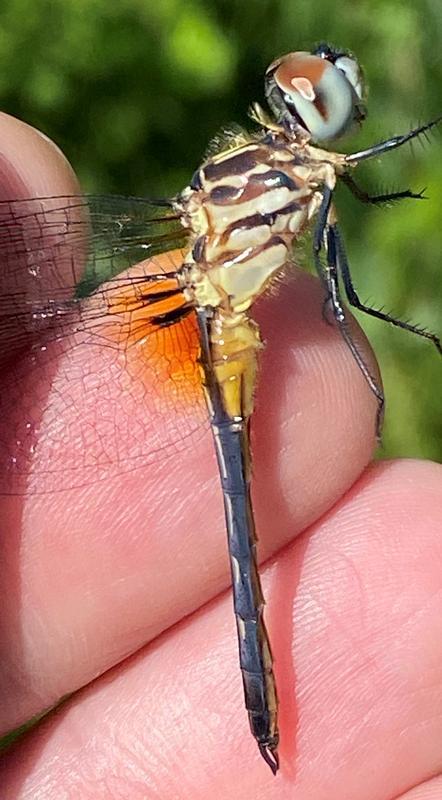 Photo of Blue Dasher