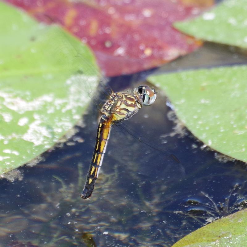 Photo of Blue Dasher