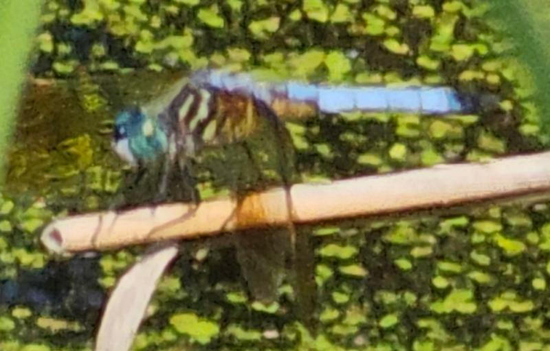 Photo of Blue Dasher