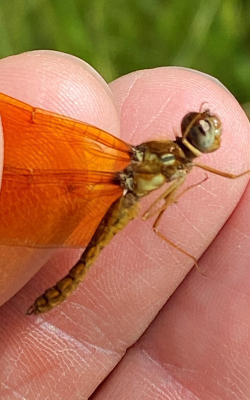 Photo of Eastern Amberwing