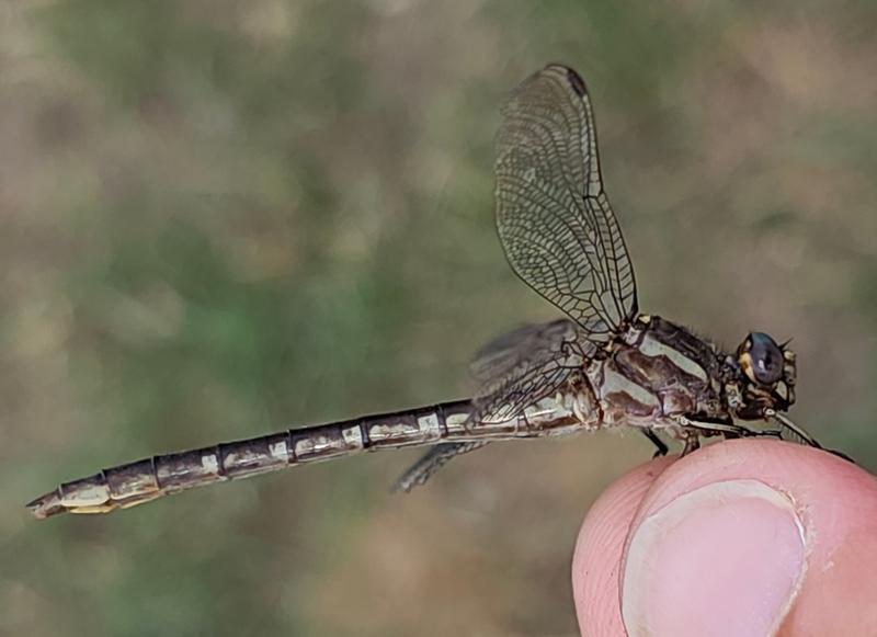 Photo of Ashy Clubtail