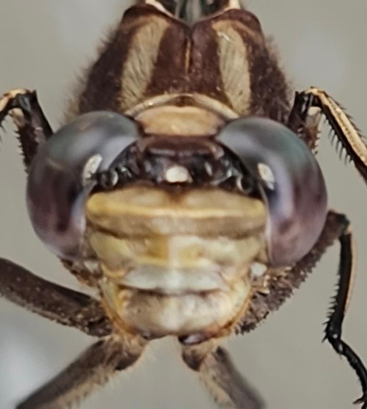 Photo of Ashy Clubtail