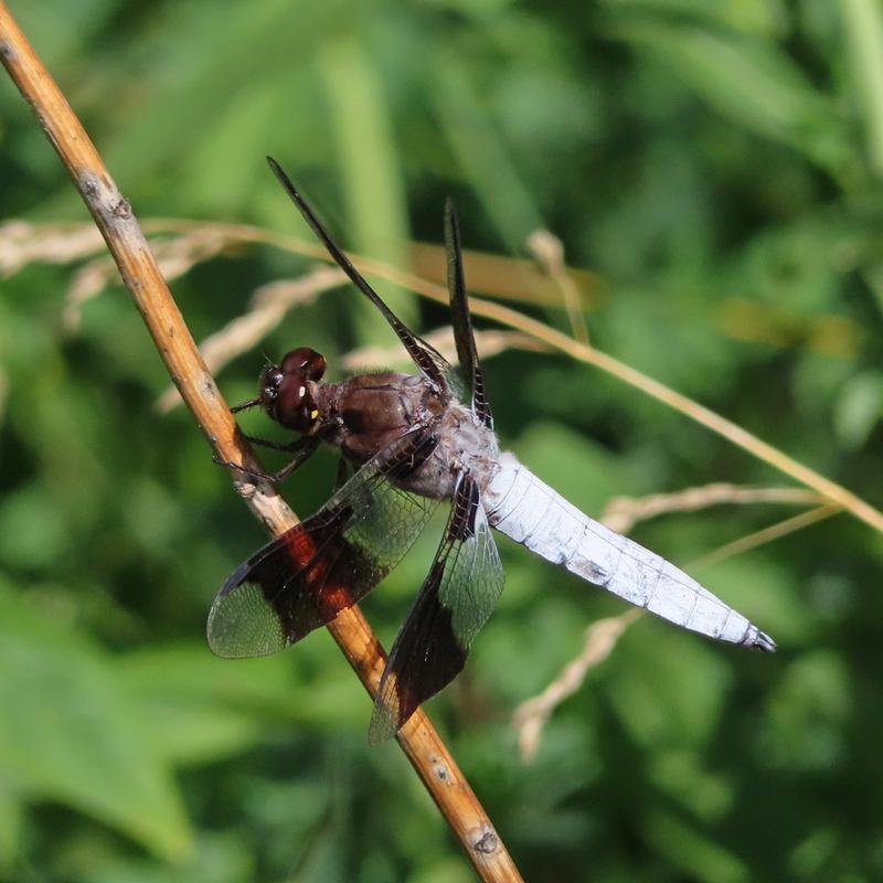 Photo of Common Whitetail