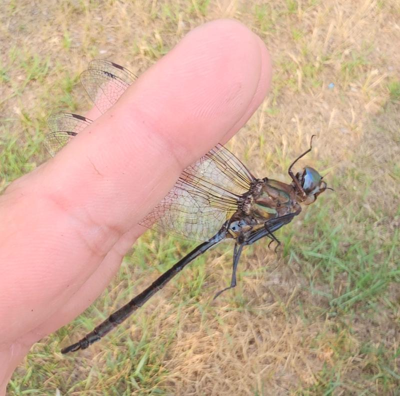 Photo of Williamson's Emerald