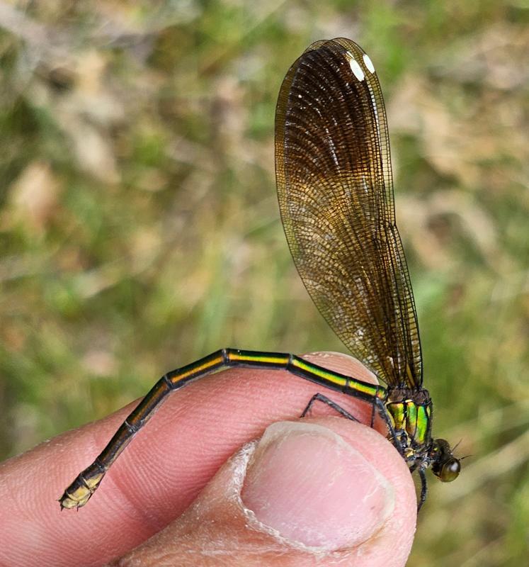 Photo of River Jewelwing