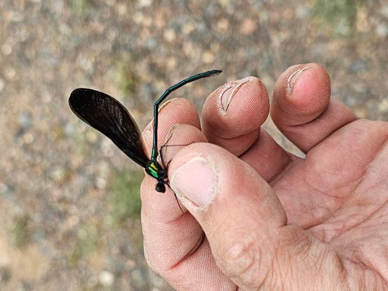 Photo of Ebony Jewelwing