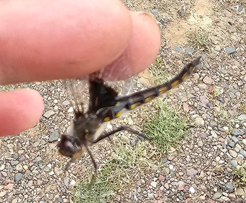 Photo of Common Baskettail