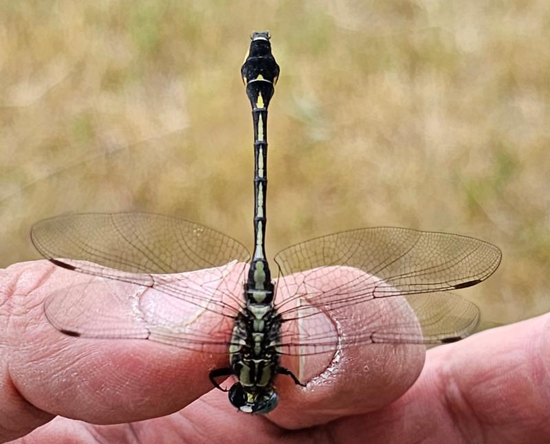 Photo of Midland Clubtail