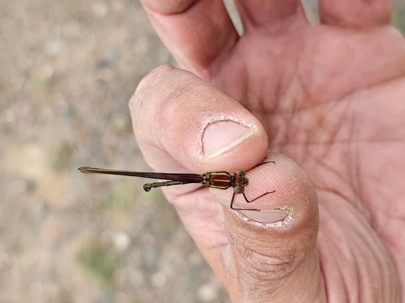 Photo of American Rubyspot