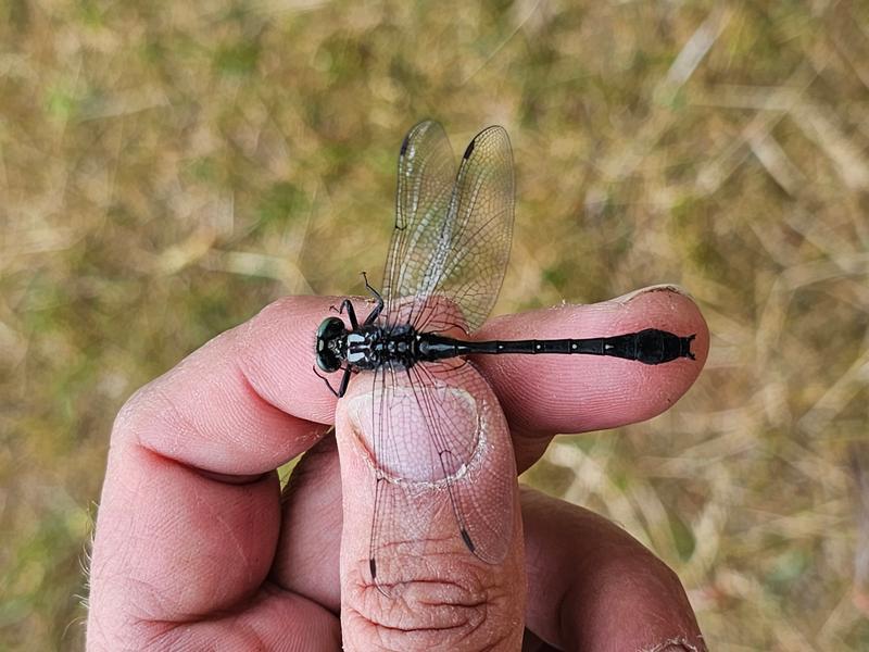 Photo of Green-faced Clubtail