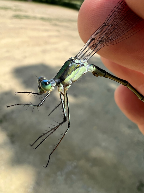 Photo of Elegant Spreadwing