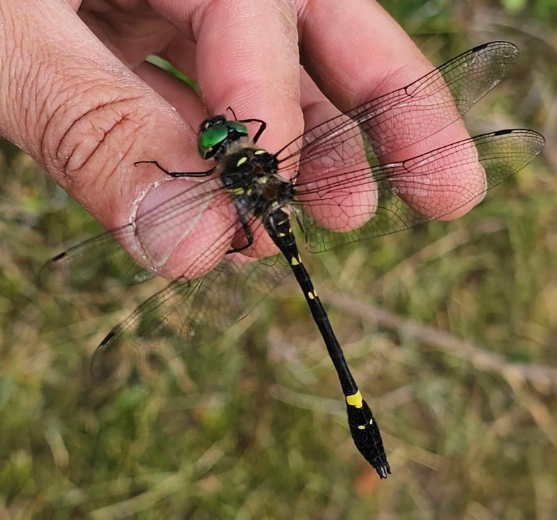 Photo of Swift River Cruiser (Illinois River Cruiser ssp.)