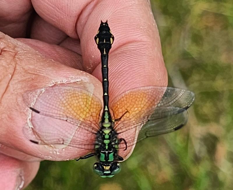 Photo of Pygmy Snaketail