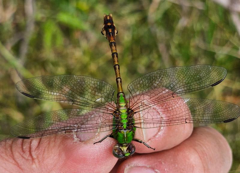 Photo of Rusty Snaketail