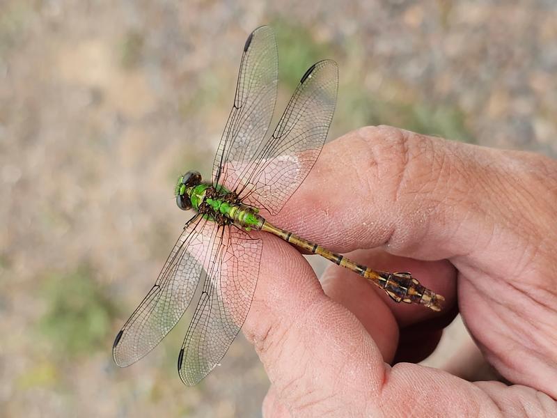 Photo of Rusty Snaketail