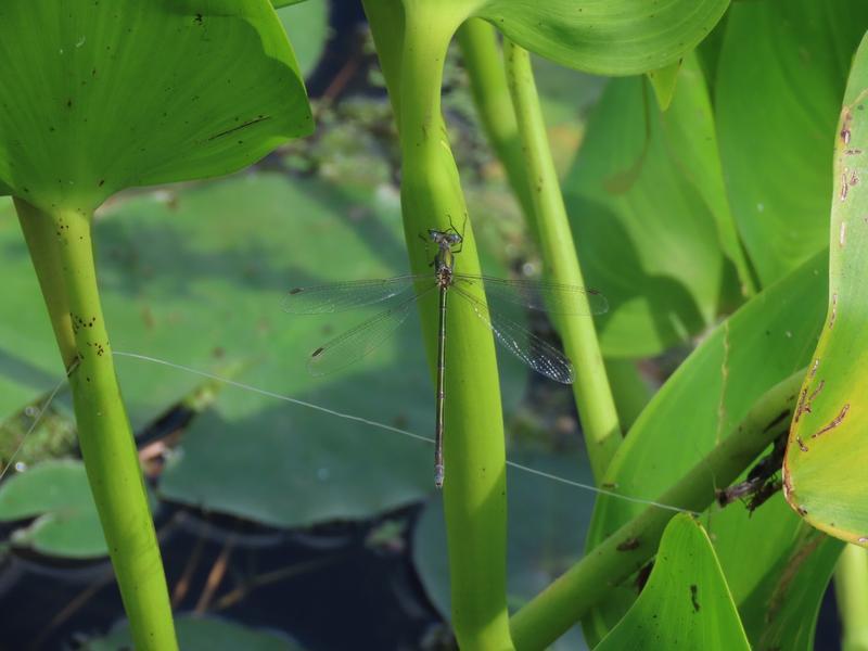 Photo of Elegant Spreadwing