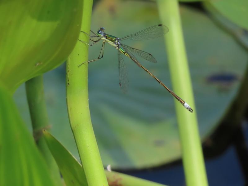 Photo of Elegant Spreadwing