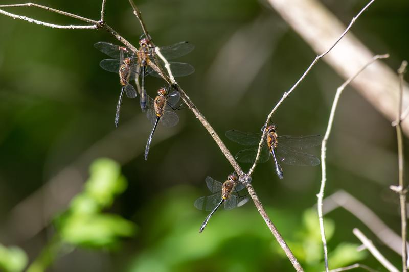 Photo of Racket-tailed Emerald