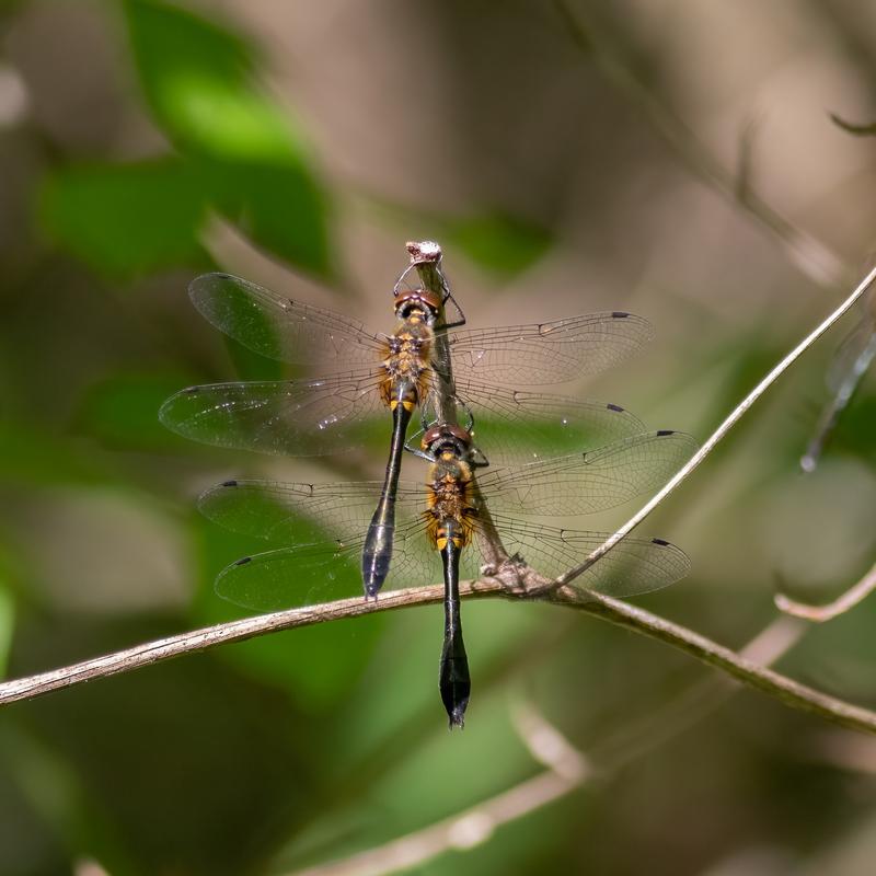 Photo of Racket-tailed Emerald