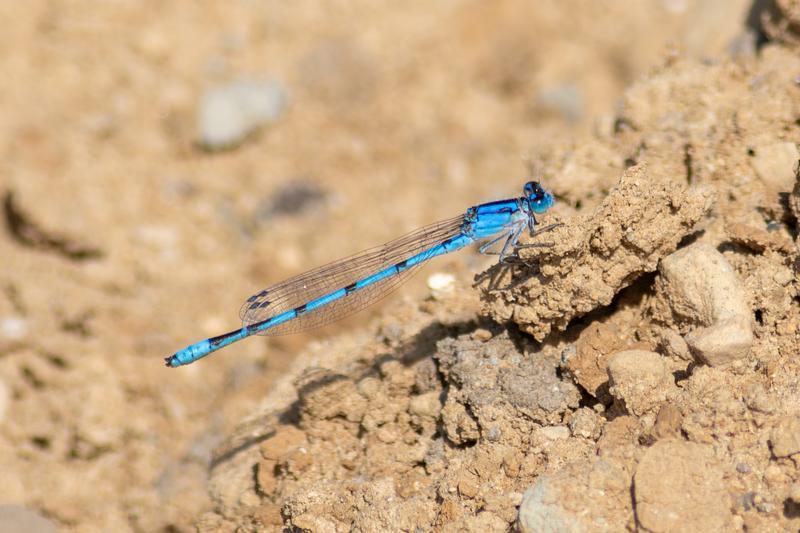 Photo of Familiar Bluet