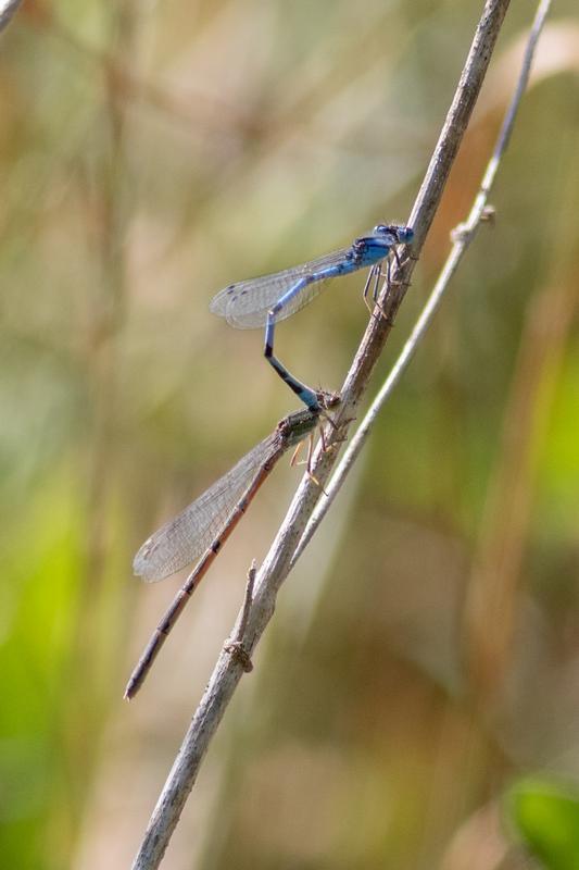 Photo of Familiar Bluet