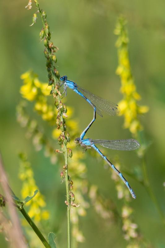 Photo of Tule Bluet