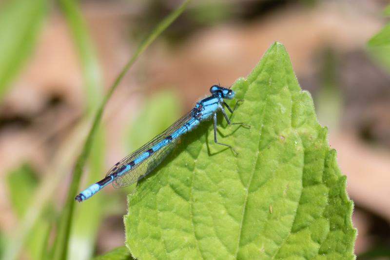 Photo of Boreal Bluet