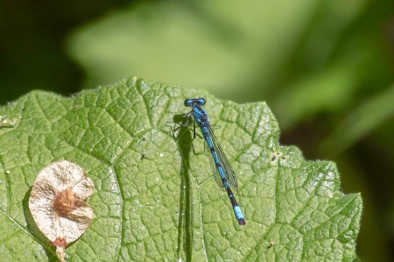 Photo of Boreal Bluet