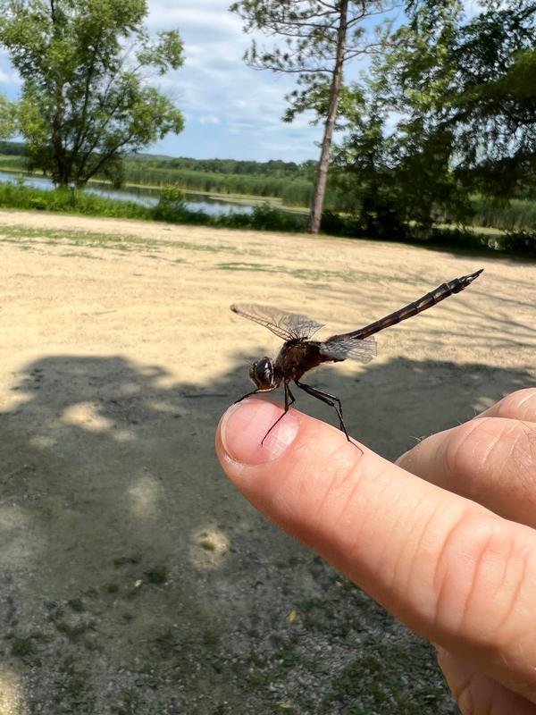 Photo of Common Baskettail