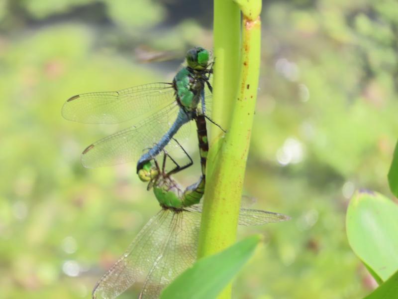 Photo of Eastern Pondhawk