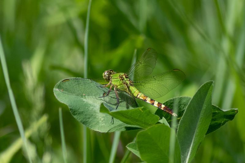 Photo of Eastern Pondhawk