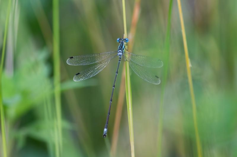 Photo of Slender Spreadwing