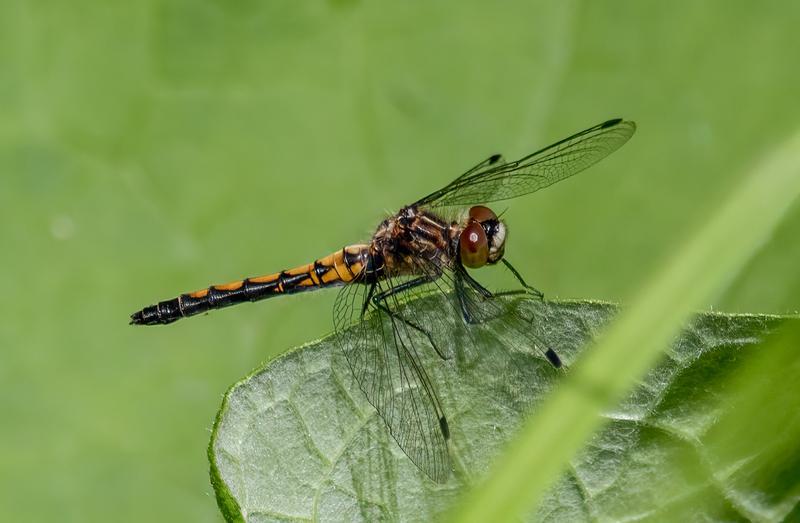 Photo of Hudsonian Whiteface