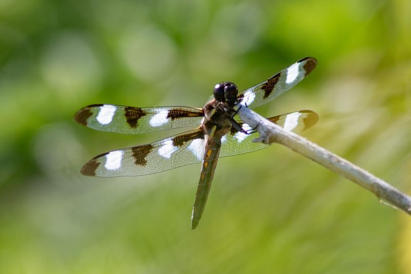 Photo of Twelve-spotted Skimmer