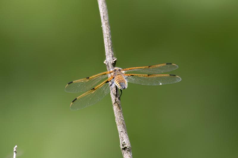 Photo of Four-spotted Skimmer