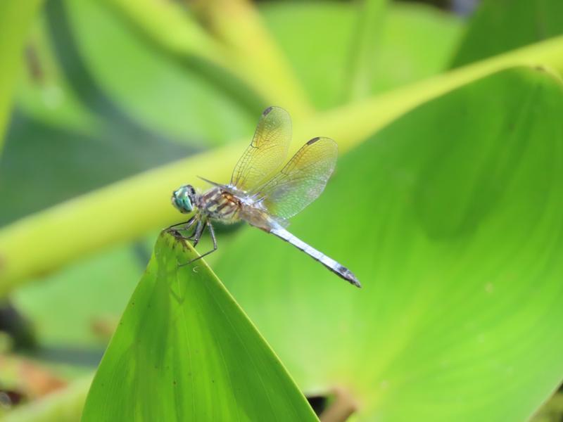 Photo of Blue Dasher