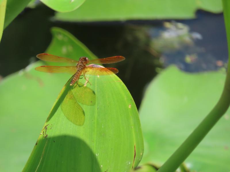 Photo of Eastern Amberwing