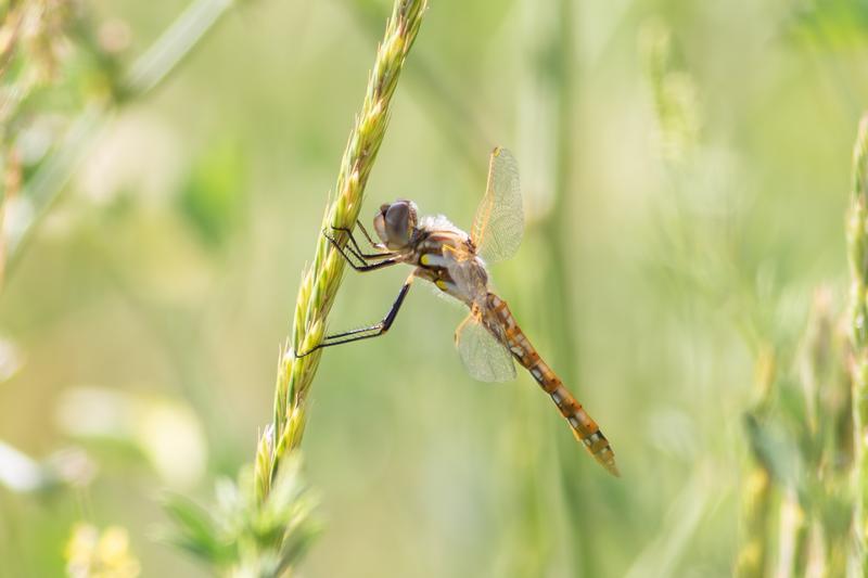 Photo of Variegated Meadowhawk