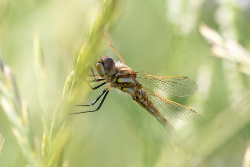 Photo of Variegated Meadowhawk