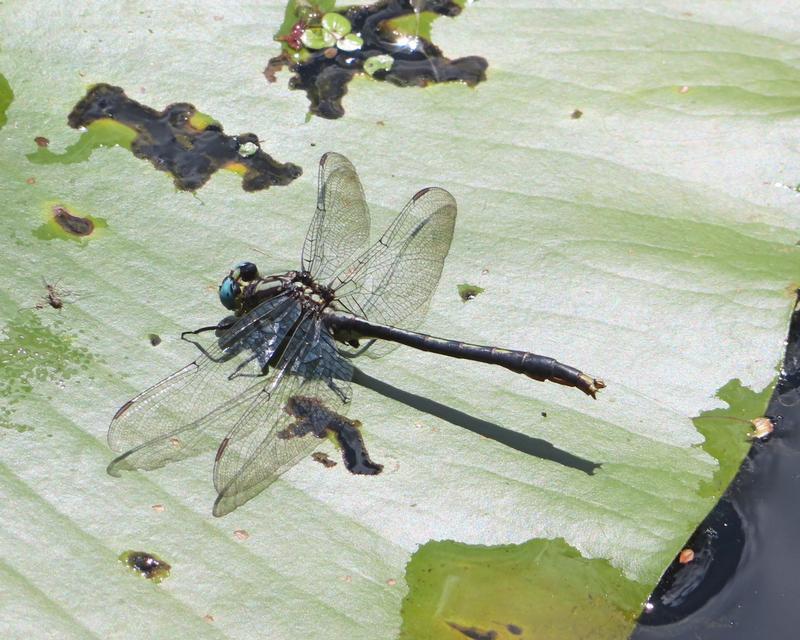 Photo of Lilypad Clubtail