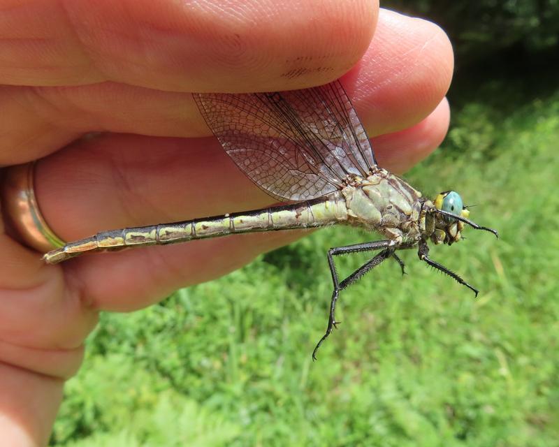 Photo of Lilypad Clubtail