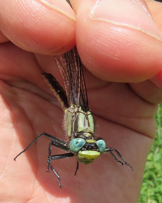 Photo of Lilypad Clubtail