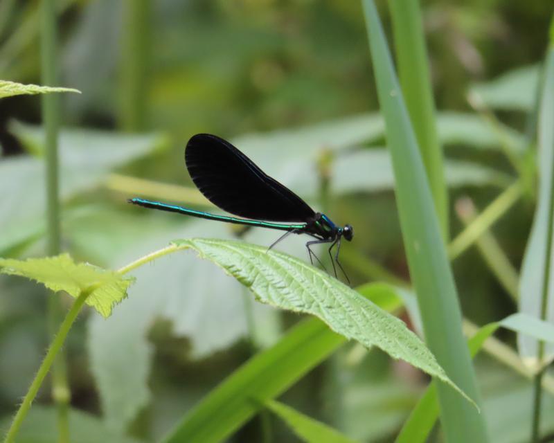 Photo of Ebony Jewelwing