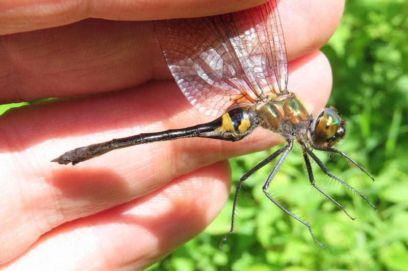 Photo of Racket-tailed Emerald