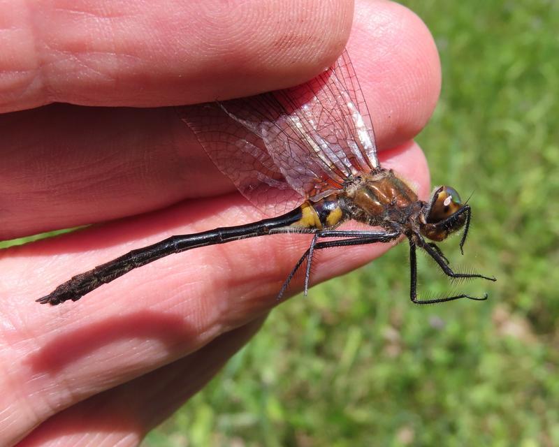 Photo of Racket-tailed Emerald