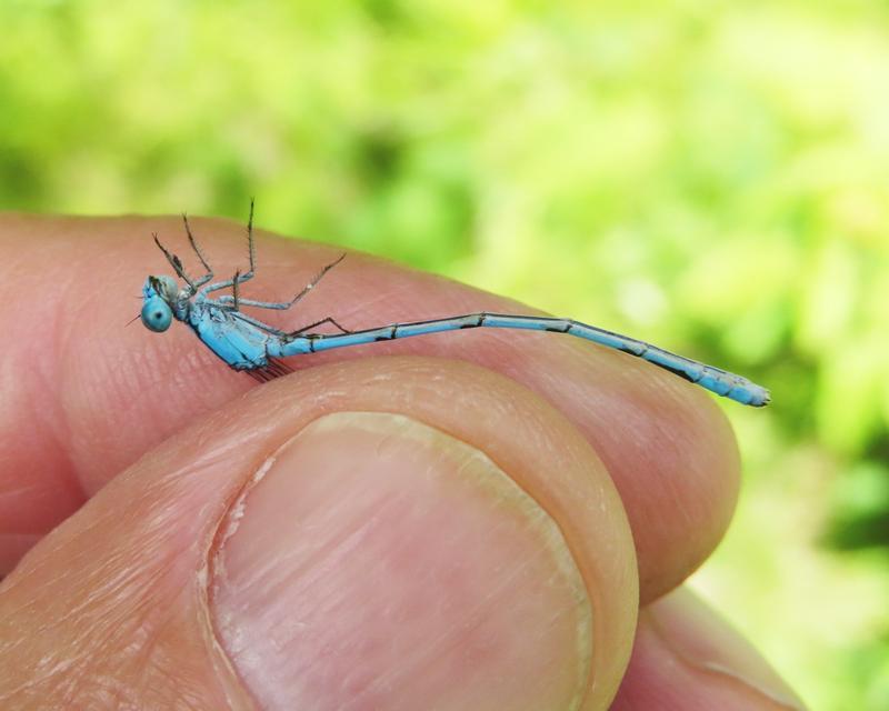 Photo of Hagen's Bluet