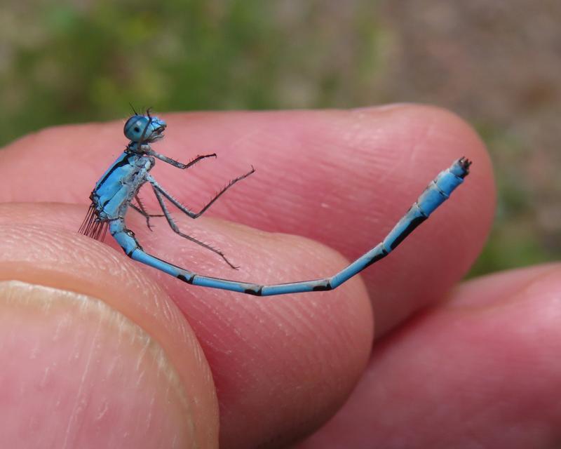 Photo of Marsh Bluet