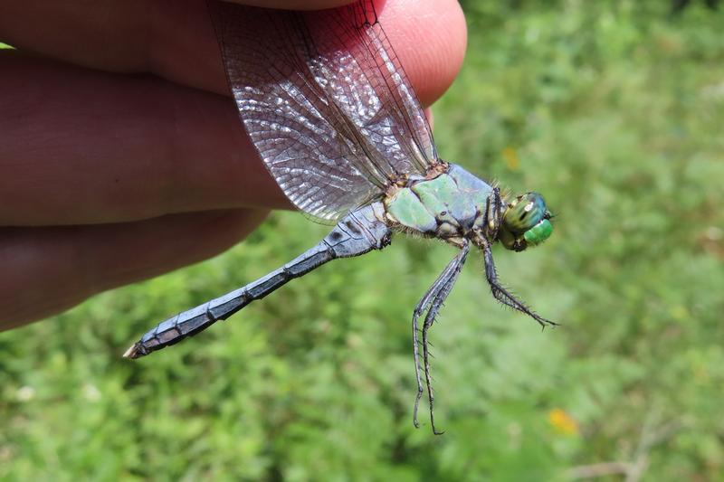 Photo of Eastern Pondhawk