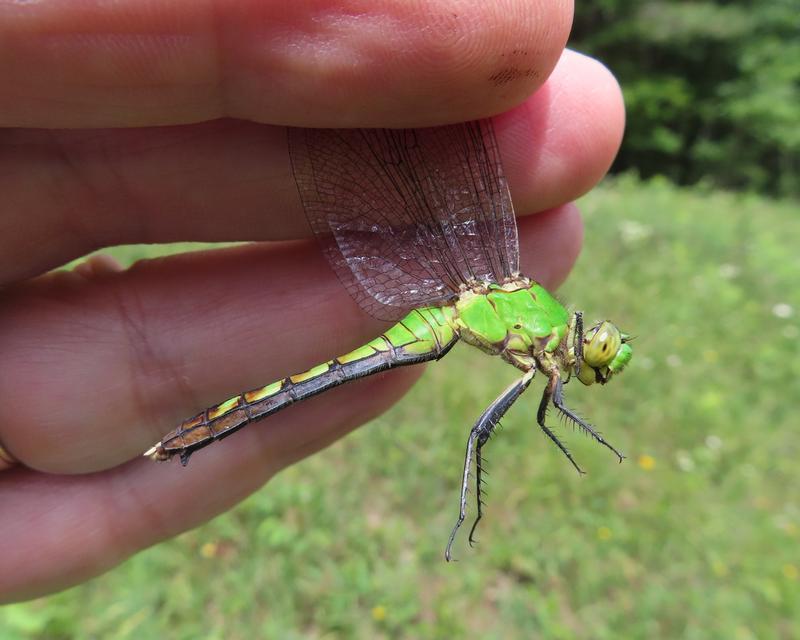 Photo of Eastern Pondhawk